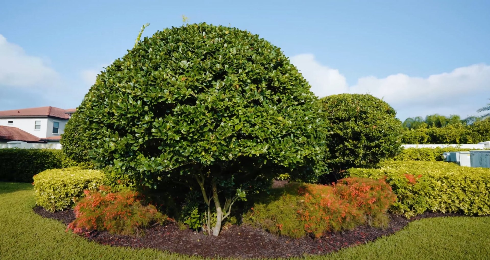 Expert tree and shrub services showcasing precise pruning and landscape maintenance Professional tree and shrub maintenance with shaped hedges and ornamental trees